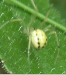 A small green spider hangs from its web against a black and green background with bright sun lighting up the spider. Arachnida