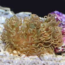 Image result for Anemone transvaalensis
