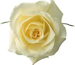 Free download latest flowers hd desktop wallpapers, most popular wide beautiful lotus colorful images in high quality resolutions, red rose photos and pictures pink, white rose, beautiful, lotus, lily, jasmine, daisy, iris, violet. Beautiful Rose Flowers Hd Free Stock Photos Download 16 418 Free Stock Photos For Commercial Use Format Hd High Resolution Jpg Images