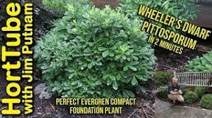 Pittosporum tobira, or wheeler's dwarf pittosporum, is one of the most attractive and uniform low growing evergreen shrubs. Wheeler S Dwarf Pittosporum In 2 Minutes Perfect Foundation Plant Youtube