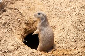 巣穴から出てきたオグロプレーリードッグ[10583013059]の写真素材・イラスト素材｜アマナイメージズ