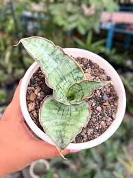 Image result for Sansevieria kirkii