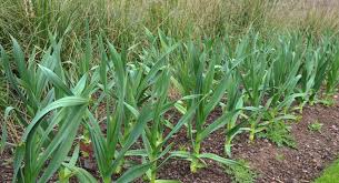 Elefantenknoblauch 6 Tipps Zum Anbau Im Eigenen Garten Plantura
