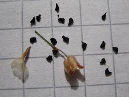 Image result for Litanthus pusillus