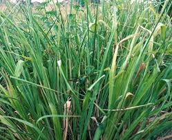 Image result for Panicum maximum