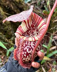 Image result for Burnatia enneandra