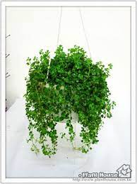 thomas and edward 佈置 一抹新綠嬰兒淚 yam天空部落 flower garden herbs plants