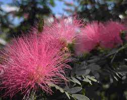 Image result for Calliandra surinamensis