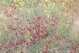 Calligonum Comosum Plants Image Web Images
