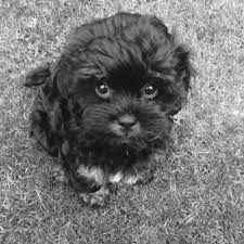 We did not find results for: What To Know Before Getting A Puppy Bought By Many
