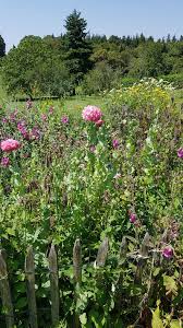 Cette Annee J Ai Cree Une Mini Prairie Fleurie C Est Maintenant Mon Endroit Prefere Du Jardin Venez Decouvrir Mon Jardin Au Jardins Prairie Fleurie Prairie