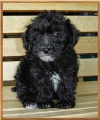 Black And White Yorkie Poo Black Yorkie Poo Puppy Black Yorkie Poo Yorkie Poo Puppies Yorkie Poo