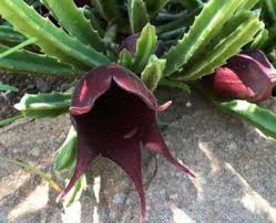 Image result for Stapelia leendertziae