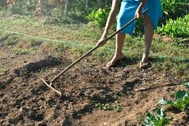 Chances are there's an area at the local town dump set aside for fill dirt. Free Stock Photo Of A Woman Raking The Soil In The Garden Download Free Images And Free Illustrations