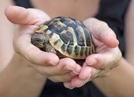 In my opinion, you should always try to get the biggest aquarium you can for any pet water turtles, box turtles, or tortoises you have. Turtle Care 101 How To Take Care Of Pet Turtles Petmd