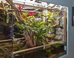 Jim S Display Paludarium My First Page 7 Aquarium Landscape Frog Terrarium Dart Frog Terrarium
