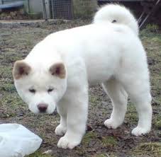 Black And White Akita Puppy For Sale White Fluffy Akita Puppy Akita Dog Akita Puppies Japanese Dogs