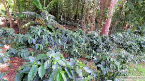 Coffee production on the island goes back centuries, and at one point, puerto rico was among the top 10 coffee producers worldwide, according to sandra farms coffee. Puerto Rico Day Trips Travel Guide