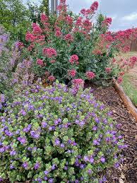 Image result for Centranthus