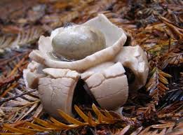 Image result for Geastrum triplex