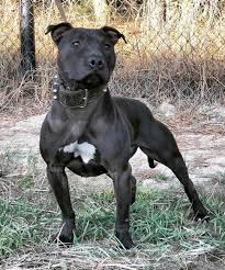 Black American Pit Bull Terrier Puppies Pin On American Pit Bull Terrier