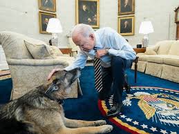 Losing a pet is one of life's hardest events. You Know Major And Champ Meet The Other Biden Administration Dogs