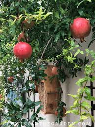 Russian 26 is as heat tolerant as it is cold tolerant. How To Grow Pomegranates Growing In The Garden