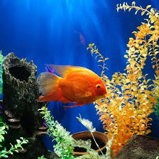 Pin By Freshwater Aquatics Reptiles On Reptile Aquarium Accessories Pet Supplies Aquarium Accessories Animal Medicine