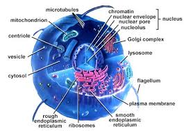 Maybe you would like to learn more about one of these? Sc 912 L 14 3 Cell Structure