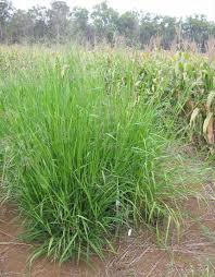 Image result for Panicum pilgeri