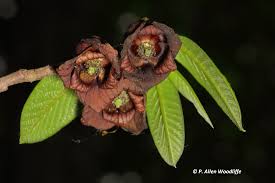 Image result for Diclis ovata