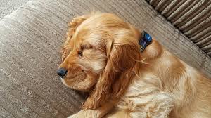 We did not find results for: 9 Best Dog Puzzle Toys For Bored Dogs 2021 Reviews