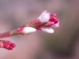 Image result for Persicaria meisneriana