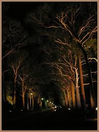 Trees Nighttime Night Time Still Of The Night Stars At Night