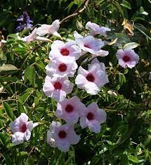 Some of the plants are unruly and seed themselves all over the garden. Top 10 Wonderful Flowers That Bloom All Year Long Wonderful Flowers Flower Garden Plans Flowering Vines