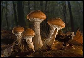 Pilz Fotos Bilder Auf Fotocommunity Pilze Pilze Sammeln Waldpilze
