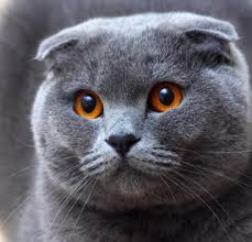 Evde Bakmasi En Kolay Kedi Irklari En Cok Tercih Edilen 10 Kedi Irki