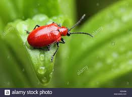 Sie hören auf die namen marienkäfer, laufkäfer, feuerkäfer und glühwürmchen. Nahaufnahme Von Roten Lily Kafer Lilioceris Lilii Nach Dem Regen Im Garten Stockfotografie Alamy