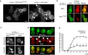 Do yeast cells have a cell wall. Heterologous Mammalian Akt Disrupts Plasma Membrane Homeostasis By Taking Over Torc2 Signaling In Saccharomyces Cerevisiae Scientific Reports