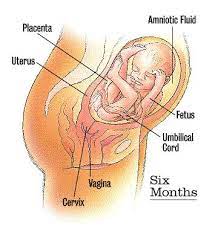 Baby Berkowitz 24 Weeks Old Pre Birth