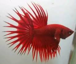 Umumnya ikan cupang yang mutasi itu. Jenis Jenis Ikan Cupang Hias Terpopuler Blog Budidaya Ikan Hias Ikan Air Tawar Dan Ikan Laut