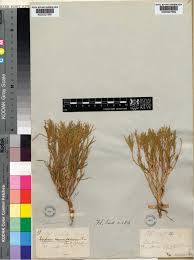 Image result for Afrohybanthus