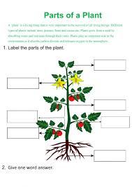 Five exercises on the topic flowers: Parts Of Plant Interactive Worksheet