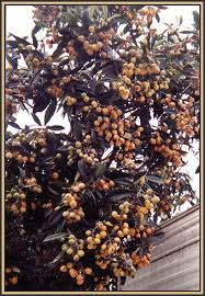 It is also sometimes called japanese plum, though it is not. 29 Loquat Fruit Ideas Loquat Tree Fruit Fruit Trees