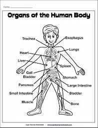 Welcome to innerbody.com, a free educational resource for learning about human anatomy and physiology. Pin On Science Super Teacher Worksheets