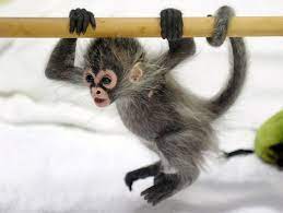 A Baby Spider Monkey Ring Tailed Lemurs Baby Storks And More In Animal Views Cute Baby Monkey Baby Zoo Animals Baby Animals