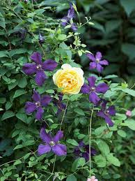 A wide variety of yellow orange roses options are available to you, such as material, use, and occasion. Complementary Combos In Purple And Yellow Yellow Climbing Rose Purple Flowers Garden Clematis