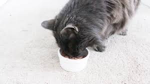 The best raw cat food emulates the pure, elegant simplicity of a cat's natural whole prey diet. Homemade Kitten Food Health Home Happiness