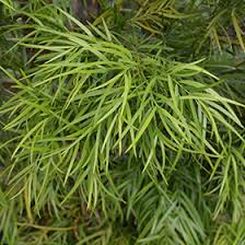 Image result for Afrocarpus