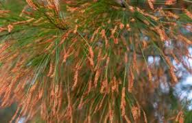 Image result for Casuarina littoralis
